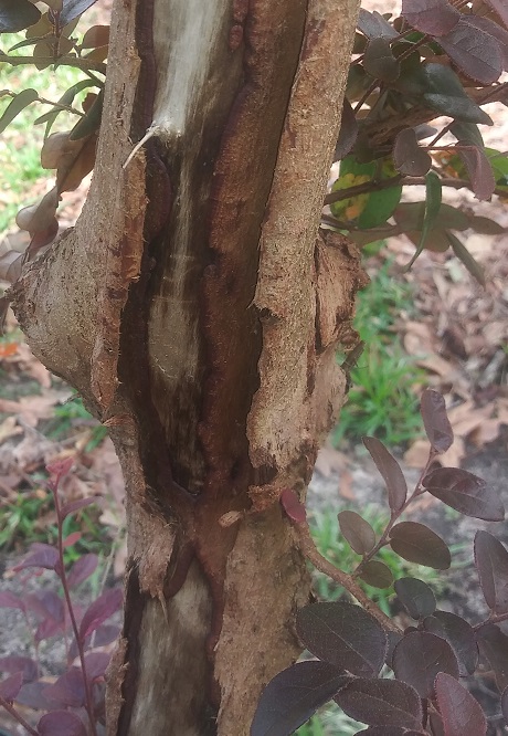 Roots, Shoots, Fruits & Flowers: Wounded Shrubs, Confederate Rose, and a Flowering Maple     